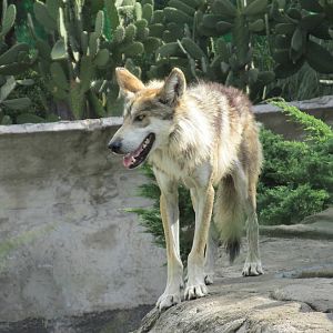 mexican wolf or lobo san juan de aragon zoo