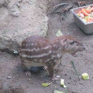 mexican paca san juan de aragon zoo