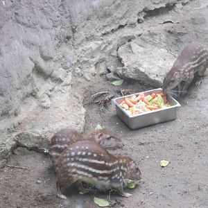 mexican paca san juan de aragon zoo
