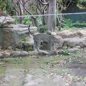 mexican ocelot san juan de aragon zoo