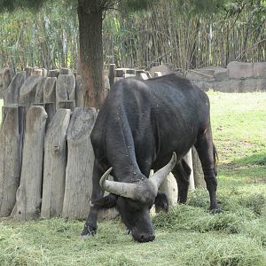 cape buffalo san juan de aragon zoo