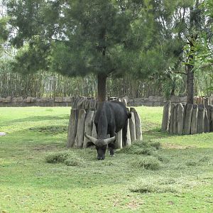 cape buffalo san juan de aragon zoo