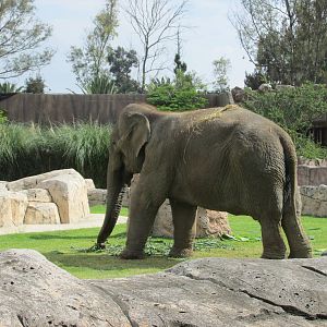 asian elephant san juan de aragon zoo
