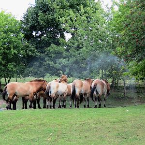 Przewalski Horse
