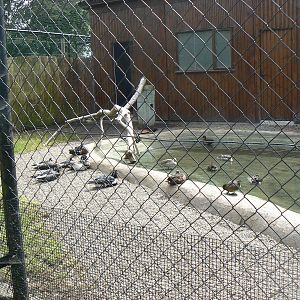 Chick Rearing Aviary