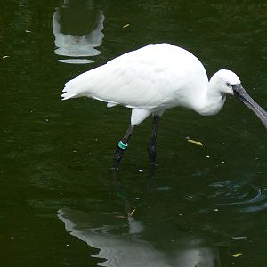 European Spoonbill