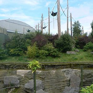 Orangutan Enclosure
