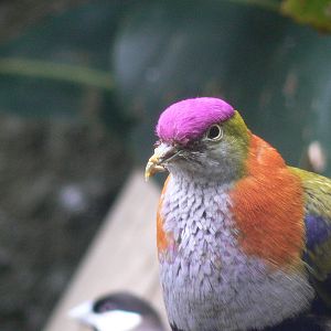 Superb Fruit Dove