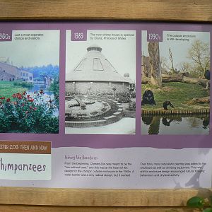 Historical Sign In The Chimpanzee House