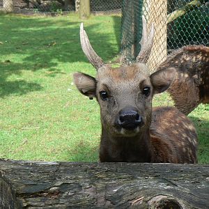 Philippine Spotted Deer