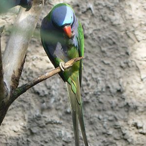 Derbyan Parakeet