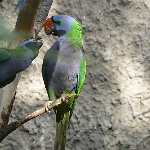 Derbyan Parakeet