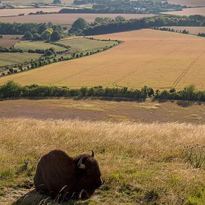 American bison : Whipsnade : 02 Aug 2015