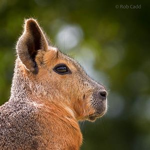 Patagonian mara : Whipsnade : 23 Aug 2015