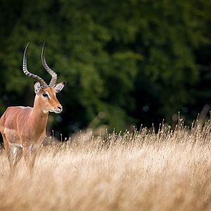 Impala : Whipsnade : 23 Aug 2015