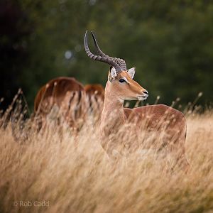 Impala : Whipsnade : 23 Aug 2015