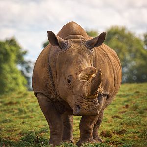 Southern white rhinoceros : Whipsnade : 23 Aug 2015