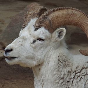 Dall's Sheep (Ovis dalli dalli) at Zoo Leipzig - April 7th 2014