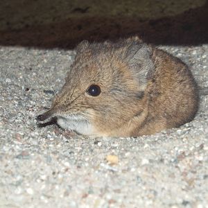 Round-eared Elephant Shrew (Macroscelides proboscideus) at Zoo Leipzig - Ap