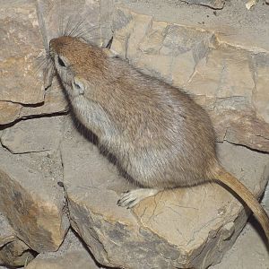 Fat Sand Rat (Psammomys obesus) at Zoo Leipzig - April 7th 2014