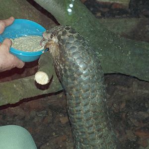 Chinese Pangolin (Manis pentadactyla) at Zoo Leipzig - April 7th 2014