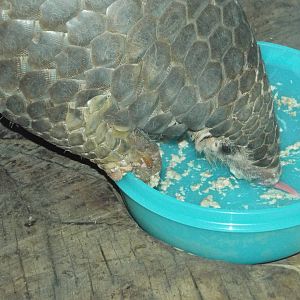 Chinese Pangolin (Manis pentadactyla) at Zoo Leipzig - April 7th 2014