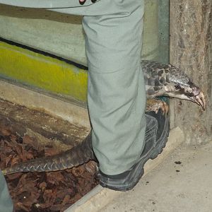 Chinese Pangolin (Manis pentadactyla) at Zoo Leipzig - April 7th 2014