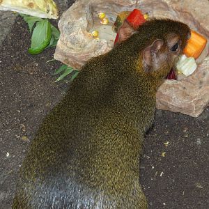 Greenish Acuchy (Myoprocta pratti) at Zoo Leipzig - April 7th 2014