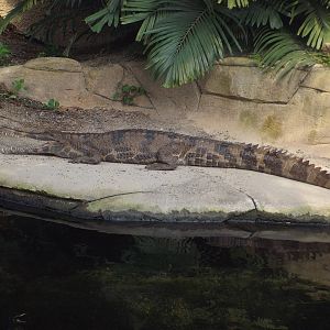 Sunda Gharial (Tomistoma schlegelii) at Zoo Leipzig - April 7th 2014