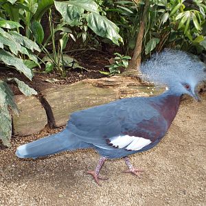 Sclater Crowned-pigeon (Goura scheepmakeri sclateri) at Zoo Leipzig - April