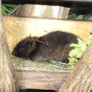 Southern Luzon Giant Cloud Rat (Phloeomys cumingi) at Zoo Leipzig - April 7