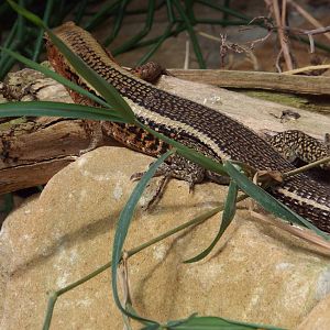Rainbow Mabuya (Trachylepis margaritifera) at Zoo Leipzig - April 7th 2014