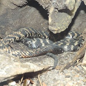 Ring-necked Spitting Cobra (Hemachatus haemachatus) at Zoo Leipzig - April