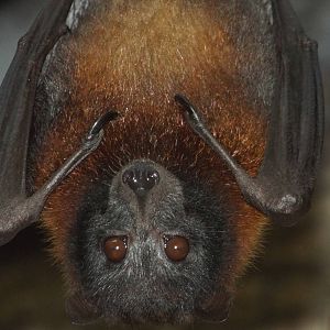 Vietnamese Small Flying Fox (Pteropus hypomelanus condorensis) at at Zoo Le