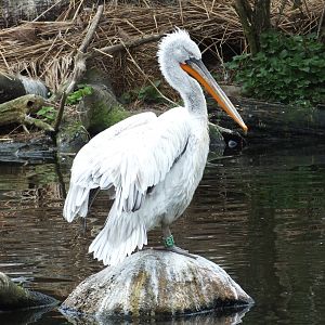 Dalmatian Pelican (Pelecanus crispus) at Zoo Leipzig - April 7th 2014