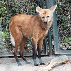 Maned Wolf (Chrysocyon brachyurus) at Zoo Leipzig - April 7th 2014