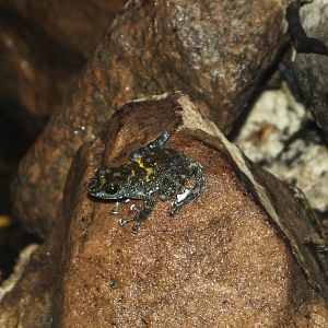 Black-spotted Rock Frog (Staurois guttatus) at Zoo Leipzig - April 7th 2014