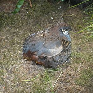 Asian Blue Quail (Coturnix chinensis) at Zoo Leipzig - April 7th 2014