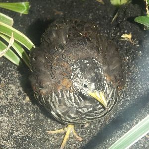 Barred Buttonquail (Turnix suscitator) at Zoo Leipzig - April 7th 2014
