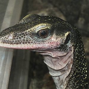 Peach-throated Monitor (Varanus jobiensis) at Zoo Leipzig - April 7th 2014