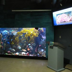 Kelp Forest Tank + Monitor Screen