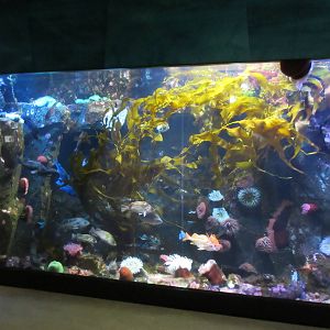 Kelp Forest Tank