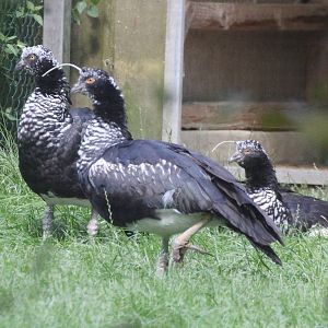 Horned Screamers (Anhima cornuta), August 2015