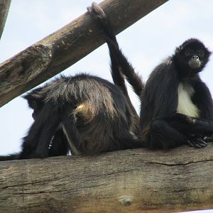 mexican spider monkeys san juan de aragon zoo