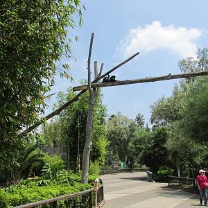 spider monkey bridge san juan de aragon zoo