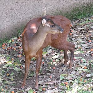 mexican brocket deer san juan de aragon zoo