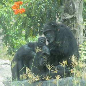 chimpanzees san juan de aragon zoo