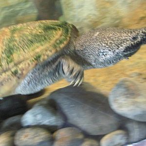 mexican musk turtle san juan de aragon zoo