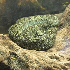 mexican horned pit viper san juan de aragon zoo