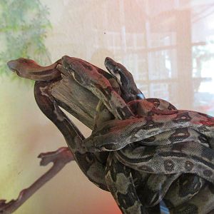 juvenile boas san juan de aragon zoo